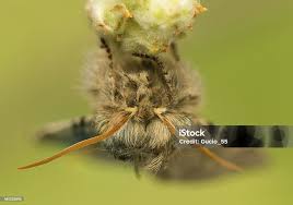 Attēlu rezultāti vaicājumam “Achlya flavicornis”