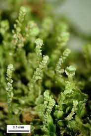 Attēlu rezultāti vaicājumam “Odontoschisma denudatum”