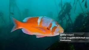 Image result for Chrysoblephus laticeps