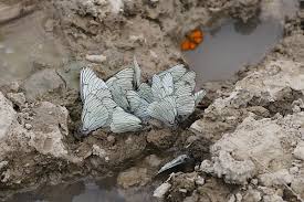 Attēlu rezultāti vaicājumam “Aporia crataegi male”