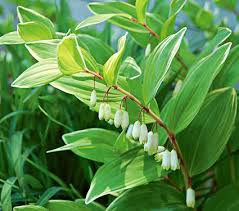 Attēlu rezultāti vaicājumam “Polygonatum odoratum flower”