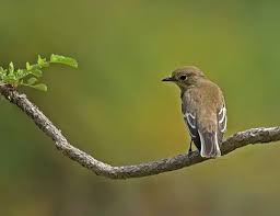 Attēlu rezultāti vaicājumam “Ficedula hypoleuca”