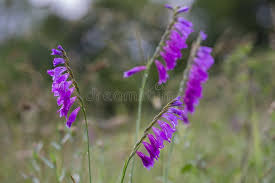 Attēlu rezultāti vaicājumam “Gladiolus imbricatus flower”