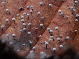 Attēlu rezultāti vaicājumam “Didymium nigripes spores”