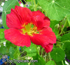 Image result for Tropaeolum majes