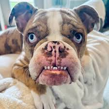 Image result for ugliest dog