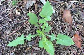Attēlu rezultāti vaicājumam “Sonchus oleraceus bud”