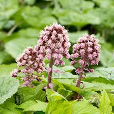 Attēlu rezultāti vaicājumam “Petasites hybridus”