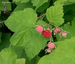 Attēlu rezultāti vaicājumam “Rubus parviflorus fruit”