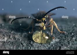 Attēlu rezultāti vaicājumam “Vespula germanica male”