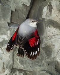 Image result for Tichodroma muraria