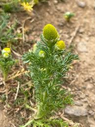 Attēlu rezultāti vaicājumam “Matricaria discoidea flower”