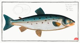 Image result for Salmo salar