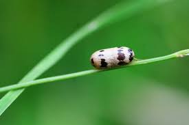 Attēlu rezultāti vaicājumam “Ichneumonidae cocoon”