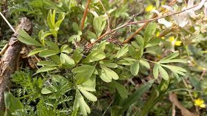 Attēlu rezultāti vaicājumam “Corydalis solida leaf”