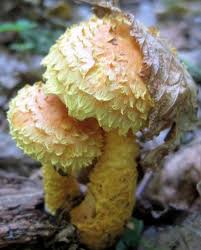 Attēlu rezultāti vaicājumam “Pholiota flammans”