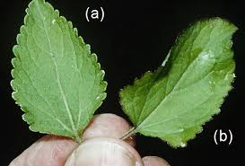 Image result for Ageratum conyzoides