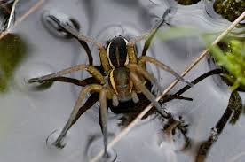 Attēlu rezultāti vaicājumam “Dolomedes fimbriatus”