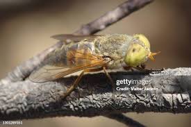 Attēlu rezultāti vaicājumam “Atylotus sp.”