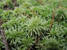 Attēlu rezultāti vaicājumam “Sphagnum flexuosum”