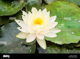 Attēlu rezultāti vaicājumam “Lotus sp. flower”