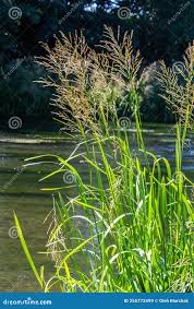 Attēlu rezultāti vaicājumam “Glyceria maxima”