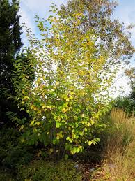 Attēlu rezultāti vaicājumam “Hamamelis virginiana”