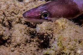 Image result for Conger conger