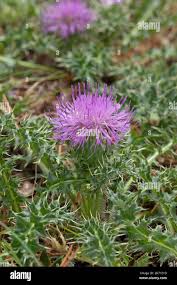 Attēlu rezultāti vaicājumam “Cirsium acaule flower”