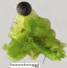 Attēlu rezultāti vaicājumam “Fossombronia wondraczekii”