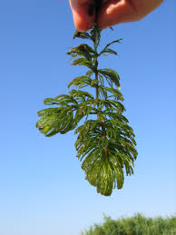 Attēlu rezultāti vaicājumam “Ceratophyllum submersum leaf”