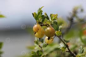 Attēlu rezultāti vaicājumam “Ribes uva-crispa fruit”