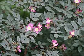 Attēlu rezultāti vaicājumam “Rosa glauca flower”