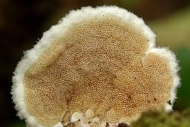 Attēlu rezultāti vaicājumam “Gloeoporus dichrous”