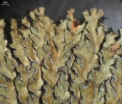 Attēlu rezultāti vaicājumam “Physconia detersa”