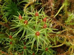 Attēlu rezultāti vaicājumam “Pogonatum nanum”