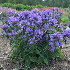 Attēlu rezultāti vaicājumam “Campanula glomerata leaf”