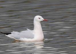 Image result for Chroicocephalus genei