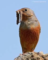 Image result for Emberiza caesia