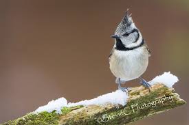 Attēlu rezultāti vaicājumam “Lophophanes cristatus”