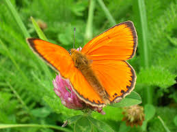 Attēlu rezultāti vaicājumam “Lycaeniinae”