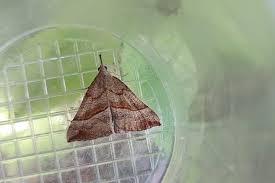 Attēlu rezultāti vaicājumam “Hypena proboscidalis”