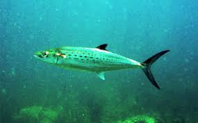 Image result for Scomberomorus maculatus