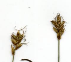 Attēlu rezultāti vaicājumam “Carex dioica”