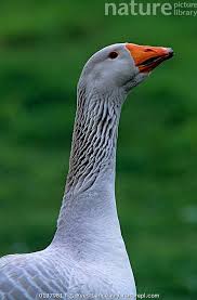 Attēlu rezultāti vaicājumam “Anser anser”