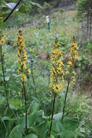 Attēlu rezultāti vaicājumam “Ligularia sibirica flower”