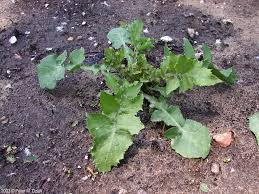 Attēlu rezultāti vaicājumam “Sonchus oleraceus leaf”