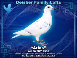 Image result for Abbeyton & Broomfield Racing Pigeons