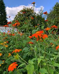 Image result for Tithonia rotundifolia