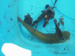 Attēlu rezultāti vaicājumam “Acilius sulcatus female”